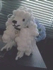 POODLE (225x300, 57kb)